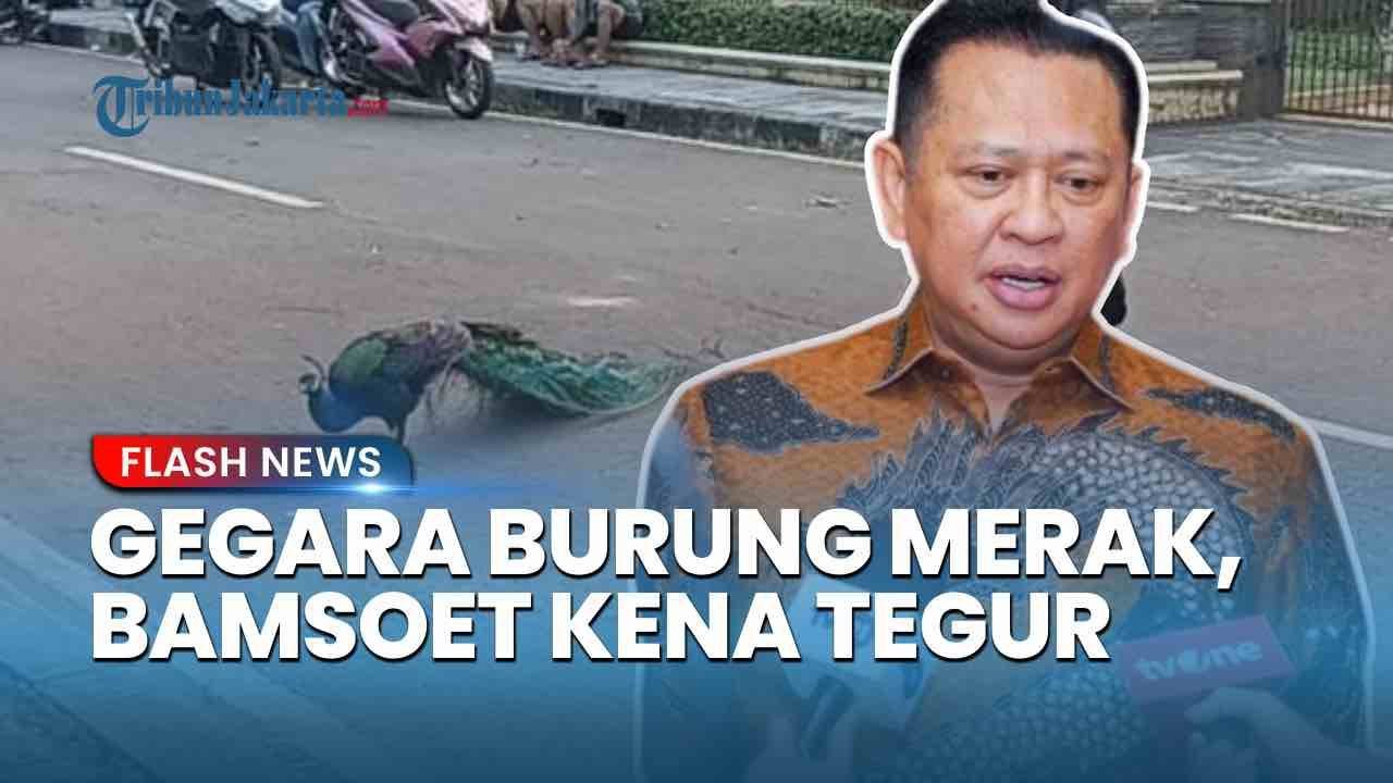 Gara-gara Burung Merak, Bamsoet Kena Tegur Anak Buah Gubernur Pramono
